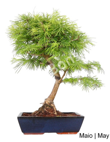 Luso Bonsai ← Pseudolarix Bonsai de 17 años