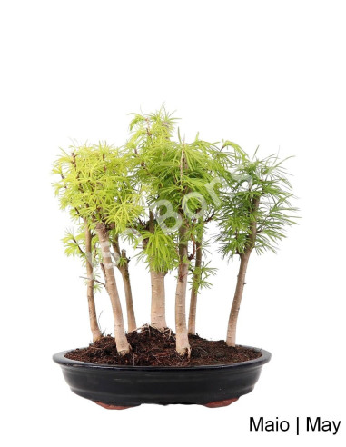 Luso Bonsai | Pseudolarix Bonsai de 20 Anos