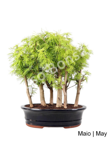 Luso Bonsai | Pseudolarix Bonsai de 21 Anos