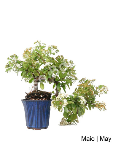 Luso Bonsai | Pyracantha Bonsai de 16 Anos