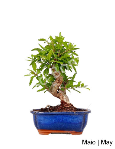 Luso Bonsaï |Grenadier Nejikan Bonsai de 30 ans