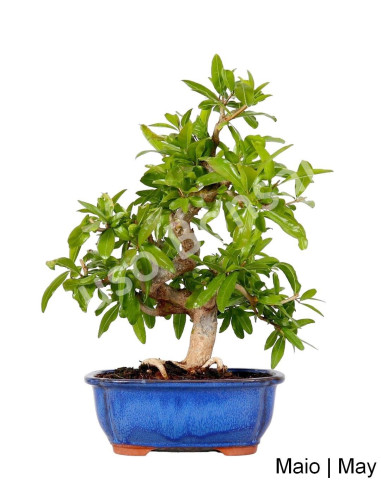 Luso Bonsai Silencio Romazeira Nejikan Bonsai 30 años