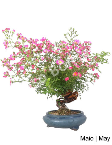 Luso Bonsai | Rosa Bonsai 