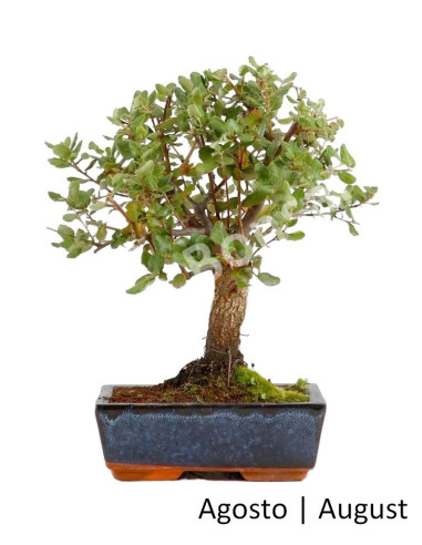 Luso Bonsai | Bonsai 9 Years Superman