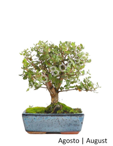 Luso Bonsai | Bonsai Overlay of 12 Years