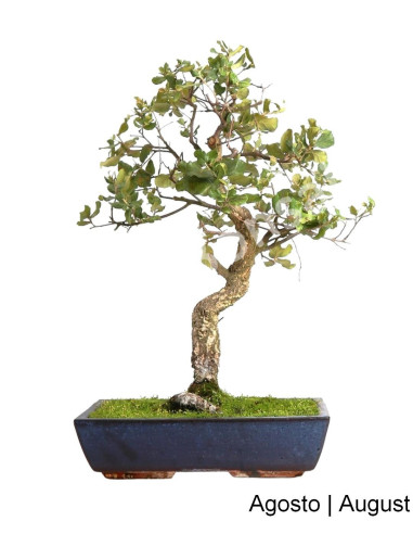 Luso Bonsai | Sobreiro Bonsai de 21 Anos