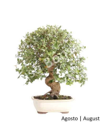 Luso Bonsai | Sobreiro Bonsai de 29 Anos