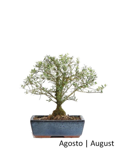 Luso Bonsai | Zambujeiro Bonsai de 12 Anos