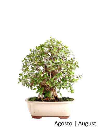 Luso Bonsai ← Zambujeiro Bonsai de 20 años