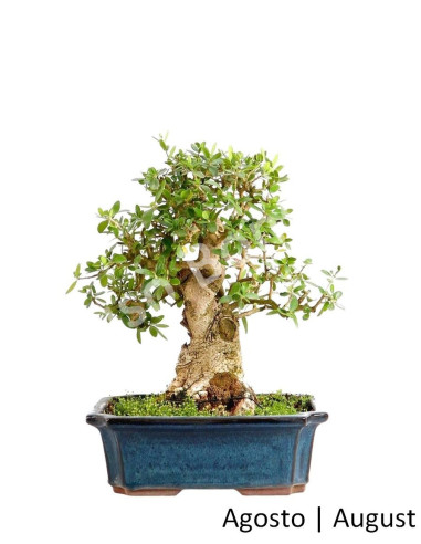 Luso Bonsai | Zambujeiro Bonsai 27 ans