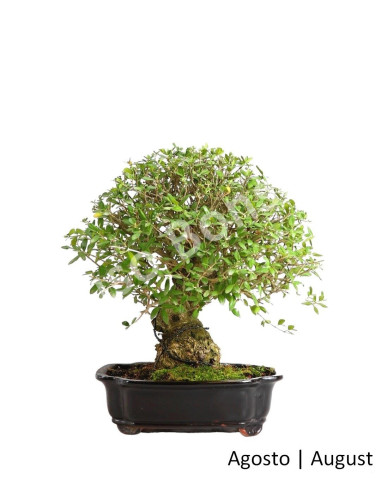 Luso Bonsai _ Zambujeiro Bonsai 27 años