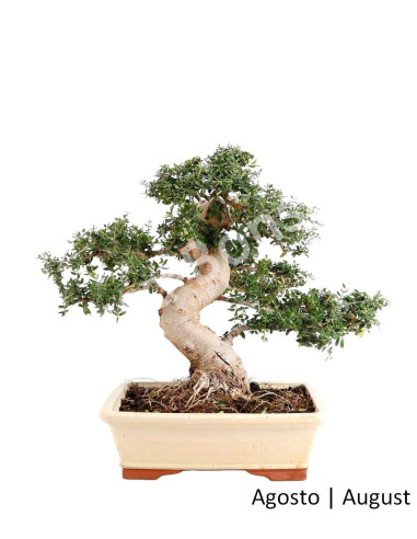 Luso Bonsai ← Zambujeiro Bonsai 40 años