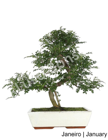 Luso Bonsai | Zanthoxylum Bonsai de 17 ans