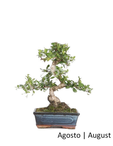 Luso Bonsai Silencio Carmona Macrophyla Bonsai 8 años