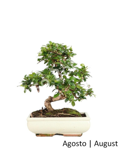 Luso Bonsai | Carmona Macrophyla Bonsai de 10 anos