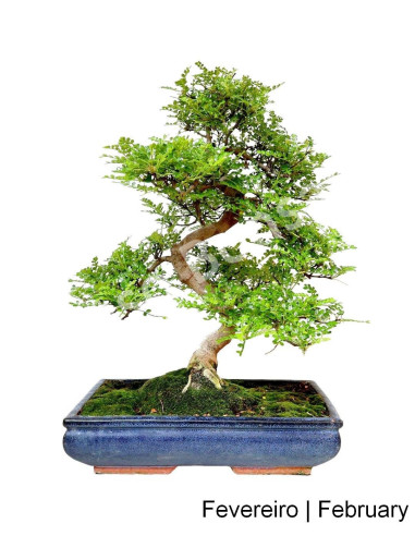 Luso Bonsai | Zanthoxylum Bonsai de 21 anos