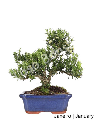 Luso Bonsai ← Buxus Harlandii Bonsai de 7 años