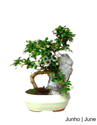 Luso Bonsai Silencio Carmona Macrophyla Bonsai 7 años