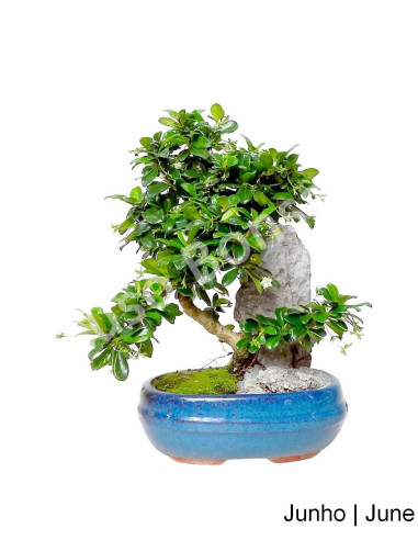 Luso Bonsai | Carmona Macrophyla Bonsai 9 ans