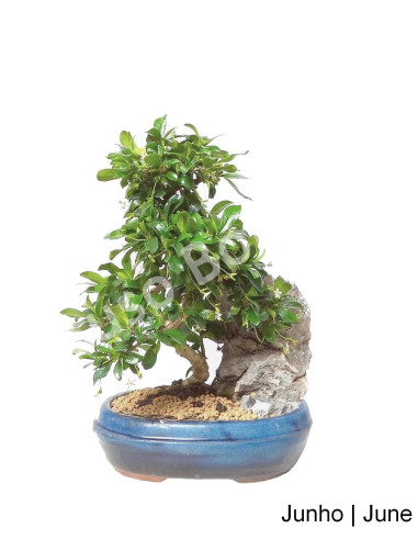 Luso Bonsai | Carmona Macrophyla Bonsai de 12 ans