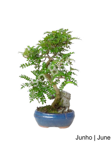 Luso Bonsai | Zanthoxylum Bonsai of 7 years