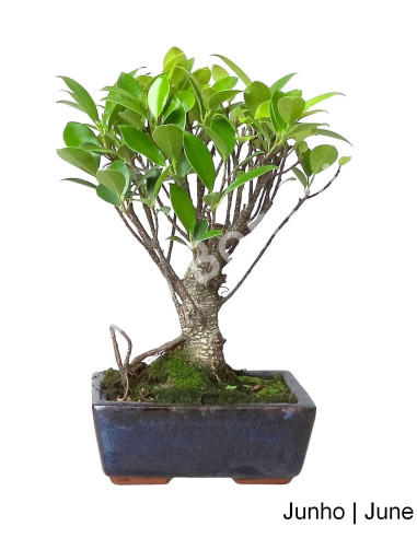 Luso Bonsai | Ficus Retusa Bonsai de 5 anos