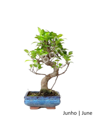 Luso Bonsai | Ficus Retusa Bonsai 6 years