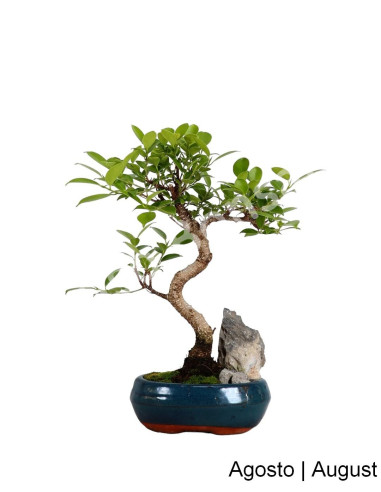 Luso Bonsaï |Bonsaï Ficus Retusa de 6 ans