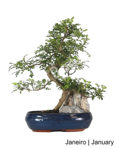 Luso Bonsai | Zanthoxylum Bonsai de 12 anos