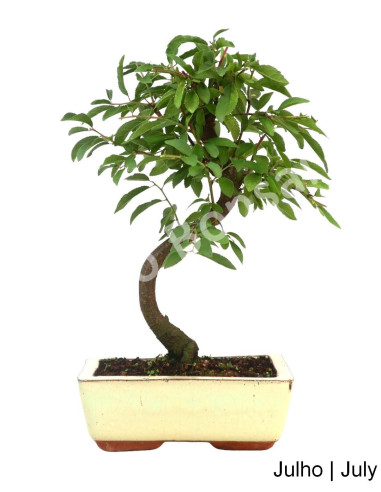 Luso Bonsai 9 años