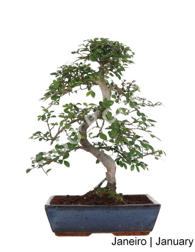 Luso Bonsai | Ulmeiro Bonsai 17 ans