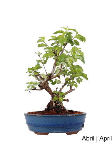 Luso Bonsai | Prunus Mahaleb Bonsai 2014