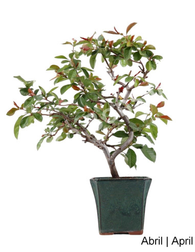 Luso Bonsai |Chaenomeles Spec. Rubra Bonsai de 15 ans