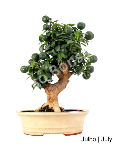 Luso Bonsai | Citrus Myrtifolia Bonsai de 23 anos