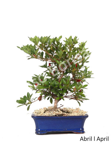 Luso Bonsai | Azalea Bonsai of 20 Years