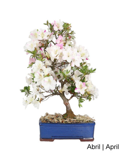 Luso Bonsai | Azalea Bonsai of 27 Years