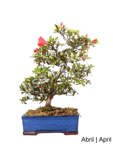 Luso Bonsai | Azálea Bonsai de 27 Anos