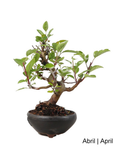 Luso Bonsai | Macieira Everest Bonsai of 20 Years