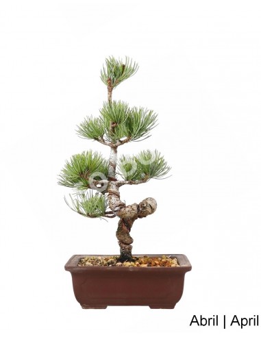 Luso Bonsai | Pinheiro Pentaphyla Bonsai de 19 Anos