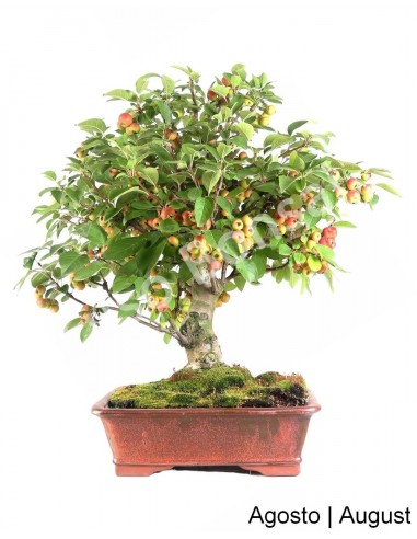 Luso Bonsai ← Macieira Everest Bonsai de 27 años