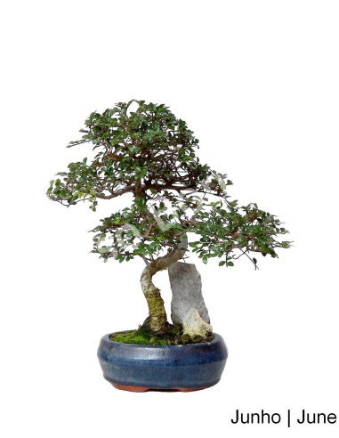 Luso Bonsai _ Ulmeiro Bonsai de 7 años