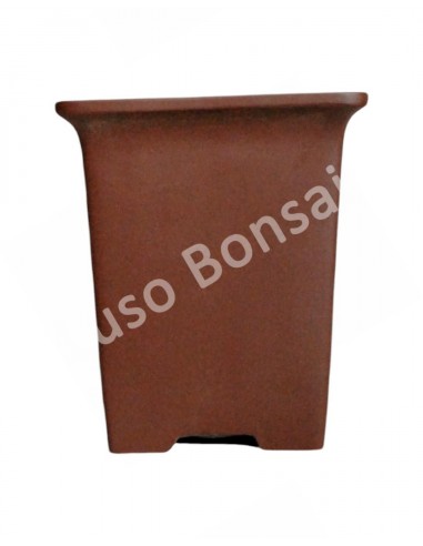 Luso Bonsai l Vaso de Bonsai