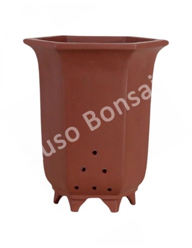 Luso Bonsai l Vaso de Bonsai