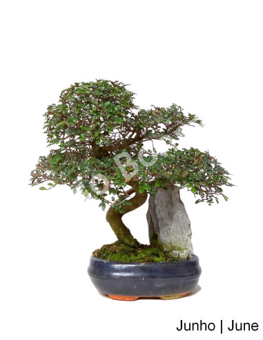 Luso Bonsai – Ulmeiro Bonsai de 9 años