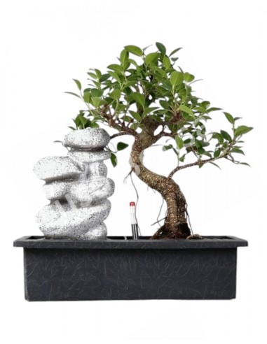 Luso Bonsai | Ficus de 7 anos c/Cascata e "Easy Care" 