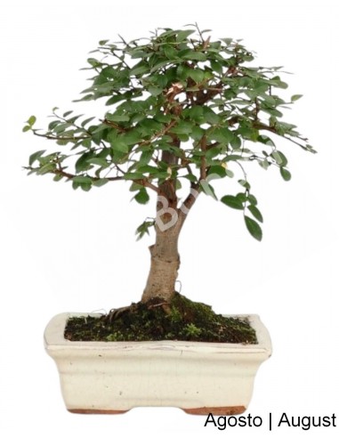 Luso Bonsai | Ulmeiro Bonsai de 7 ans