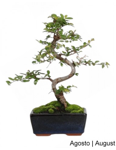 Luso Bonsai Silencio Ulmeiro Bonsai de 6 años