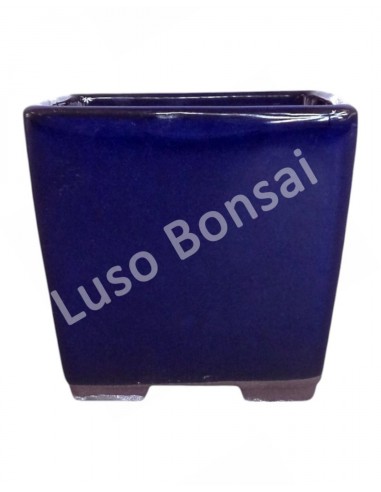 Luso Bonsai l Vaso de Bonsai