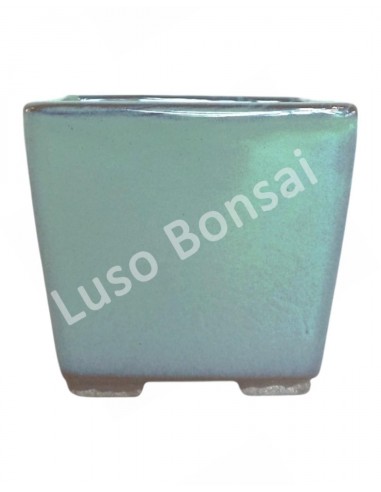 Luso Bonsai l Maceta por Bonsai