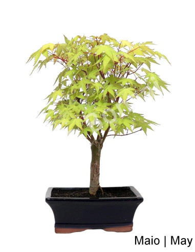 Luso Bonsai ← Acer Palmatum Katsura Bonsai de 9 años